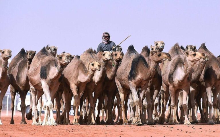 صدور الضوابط التنظيمية الجديدة للمتاجرة بالإبل في المملكة