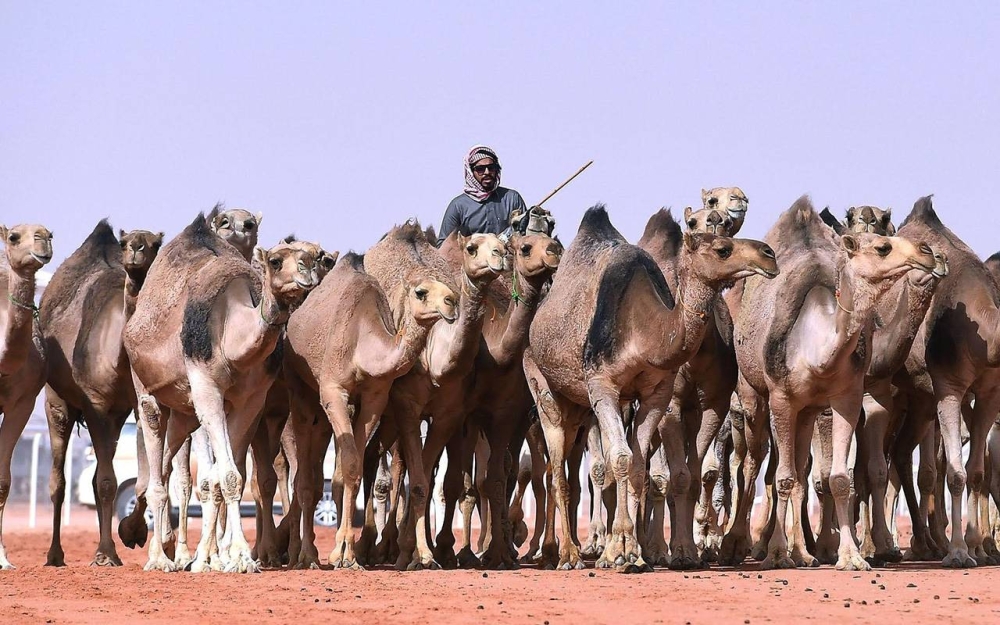 صدور الضوابط التنظيمية الجديدة للمتاجرة بالإبل في المملكة