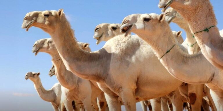 رسميا.. ضوابط المتاجرة بالإبل تدخل حيز التنفيذ