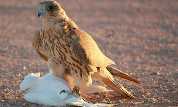 Saudi falcon study offers new clues on breeding site conditions