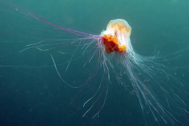 Giant Jellyfish Surprises Free Diver Off Welsh Coastline