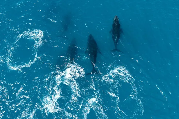 Iceland Looks to End Whale Hunting