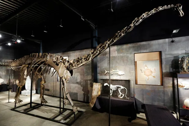 Spanish Scientists Find 1st Evidence of Diplodocus Dinosaur in Europe