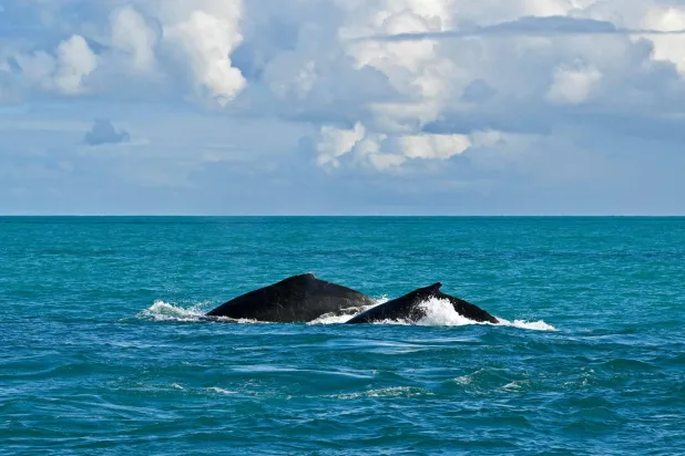 Humpback Whale Apparently Grieves Stillborn Calf in Rare Footage