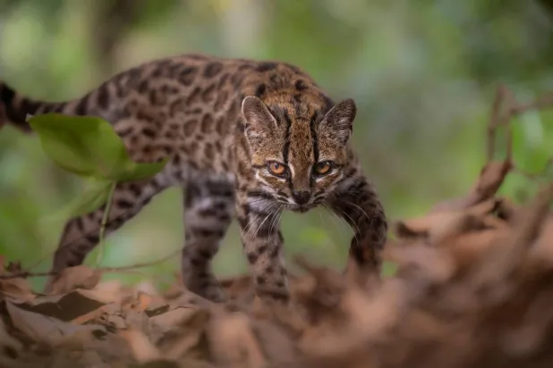 New Cat Species Identified in Bolivia, 1st in Over a Century
