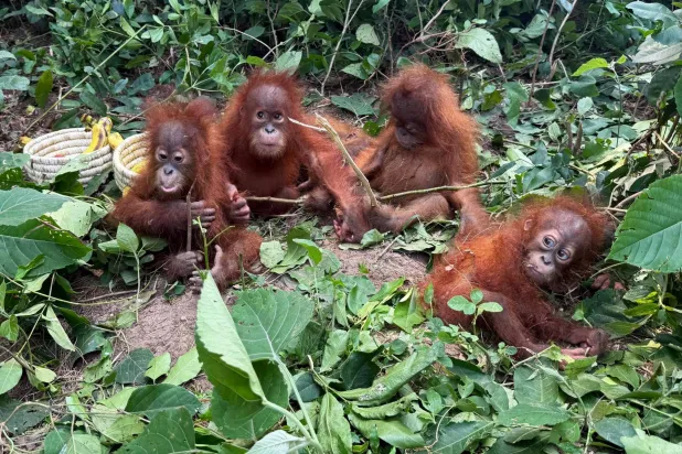 Baby Orangutans in India Expose ‘Frightening’ Scale of Trafficking