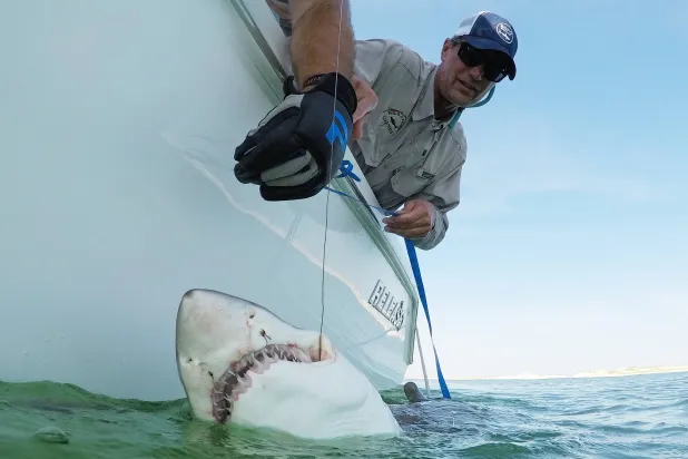 Swimmer Killed in Shark Attack at Popular Australia Beach
