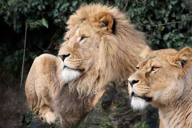 10 Lions Die in Suspected Poisoning at Tanzania Wildlife Reserve