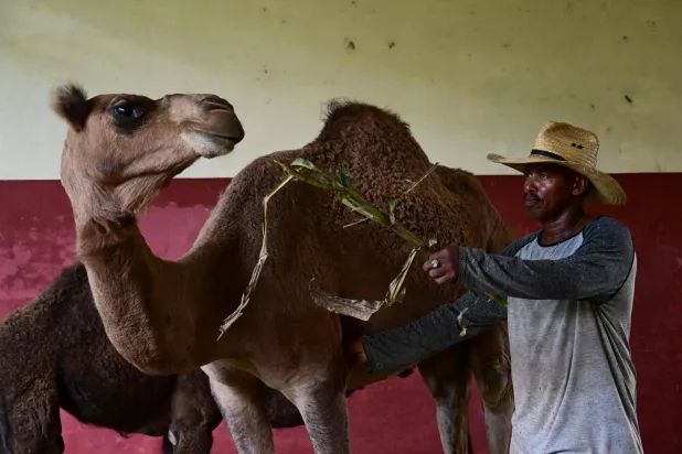 A Cuban Zoo, and its Animals, in Epic Battle for Survival