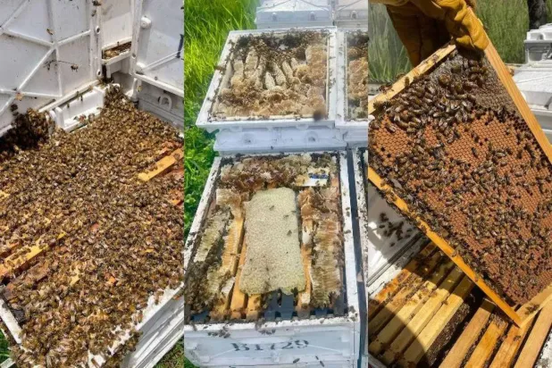 800,000 Bees stolen Across Australia in ‘Sophisticated’ Operation