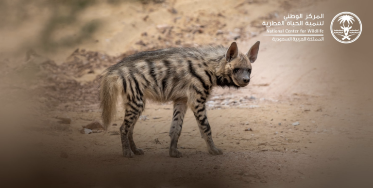 Striped hyena cub signals conservation breakthrough in Saudi Arabia