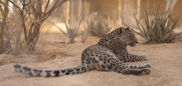 Royal Commission for AlUla, Smithsonian’s National Zoo break ground on Arabian leopard habitat in Washington