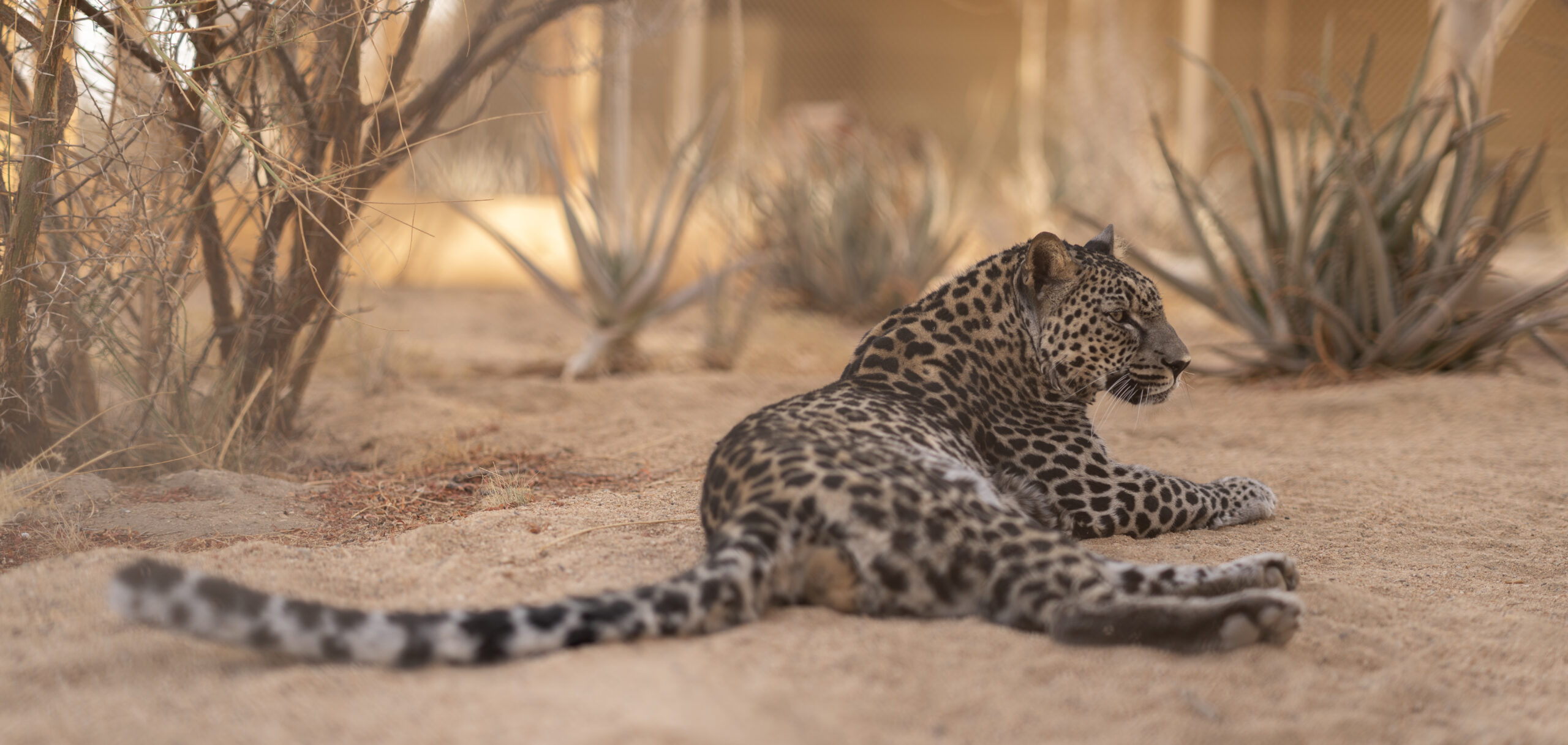 Royal Commission for AlUla, Smithsonian’s National Zoo break ground on Arabian leopard habitat in Washington
