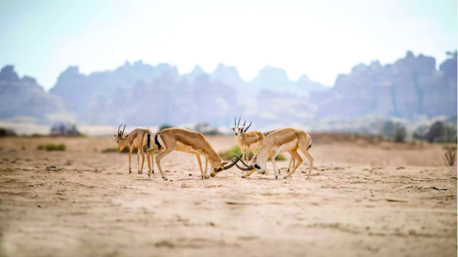 Wildlife tour