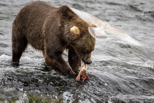 Voting Opens in Alaska’s Annual Fat Bear Week