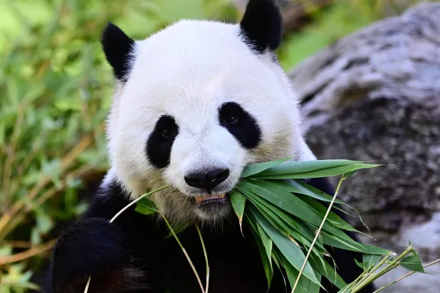 Xi: 2 Giant Pandas from China Will Arrive in Coming Days at Atlanta’s Zoo