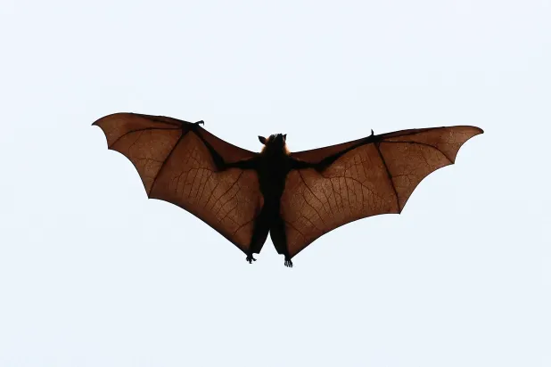Bats Originated and Took First Flight in Europe 65 Million Years Ago