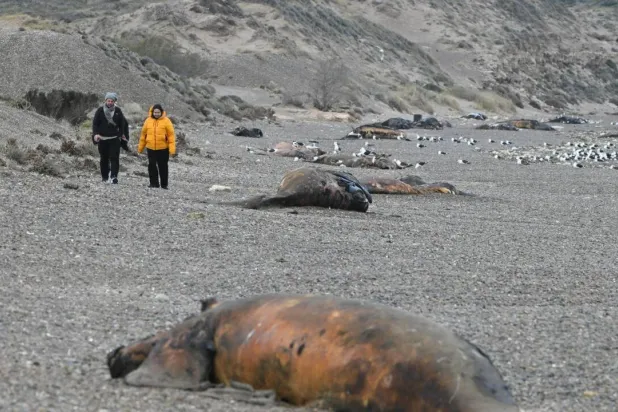 Bacteria Suspected in Deaths of Hundreds of Baby Whales off Argentina