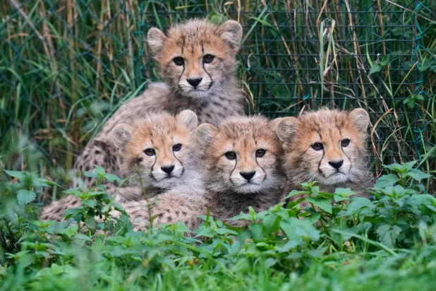 Cheetah Cubs at Prague Zoo Doing Well After Strong Storms, their Mom’s Illness