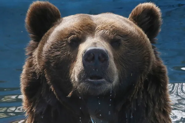 7th Person Killed by Bear in Russian Region in a Month