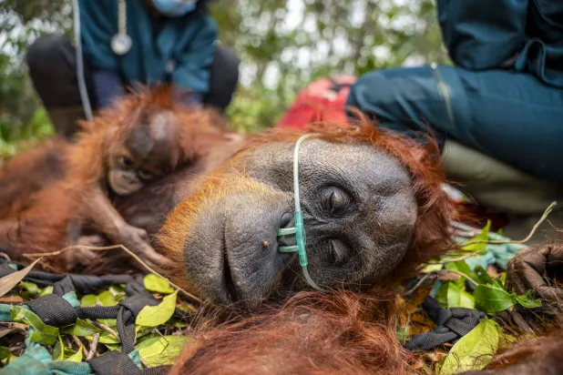 IUCN: Indonesia Fires Threatens Critically-endangered Orangutan
