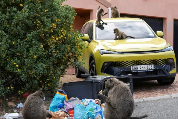Cape Town Divided Over Plan to Remove its Monkeys