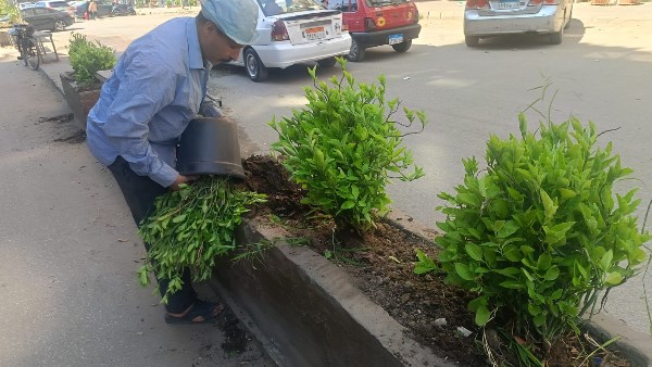 محافظ الجيزة: التوسع في التشجير وتجميل الطرق والميادين بعدد من الأحياء