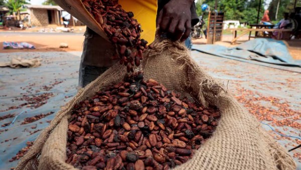 شح الأمطار في كوت ديفوار يثير مخاوف بشأن جودة الكاكاو وإمداداته