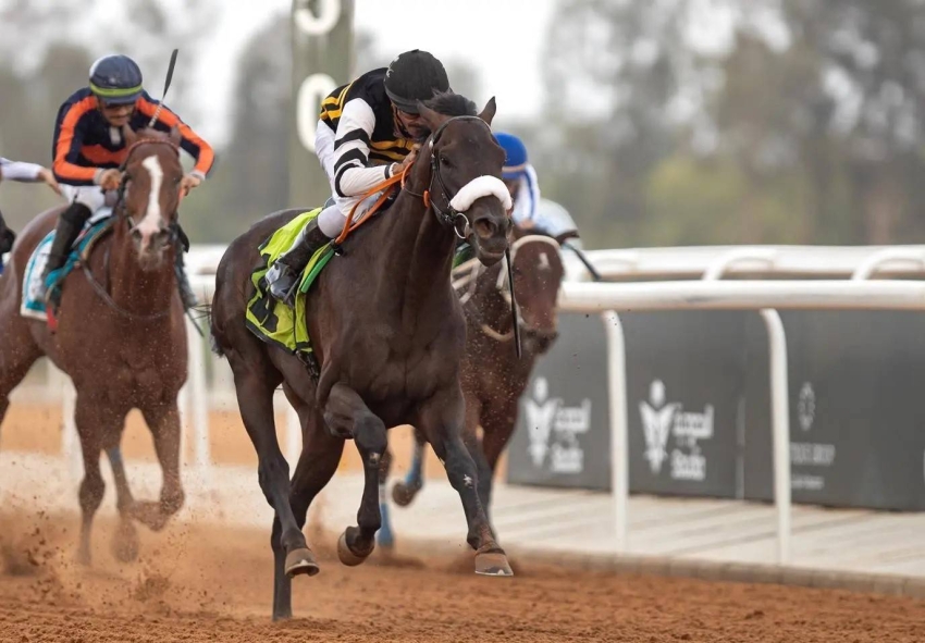 2.8 مليون ريال.. جوائز الأسبوع التاسع من موسم سباقات الخيل بالطائف