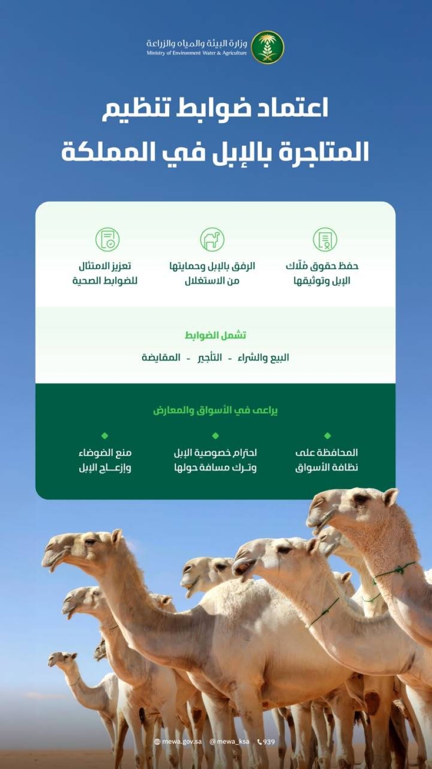 “البيئة” تعتمد الضوابط التنظيمية للمتاجرة بالإبل