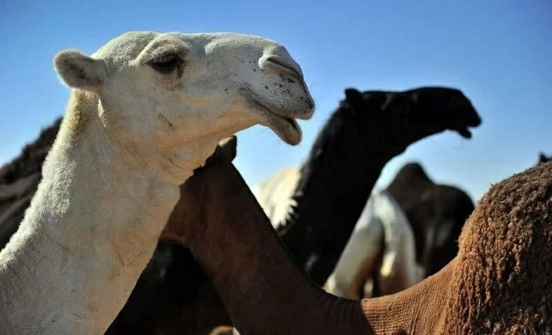 عقود تأجير ووقف الدعم عن المخالفين.. نظام جديد يضبط تجارة الإبل