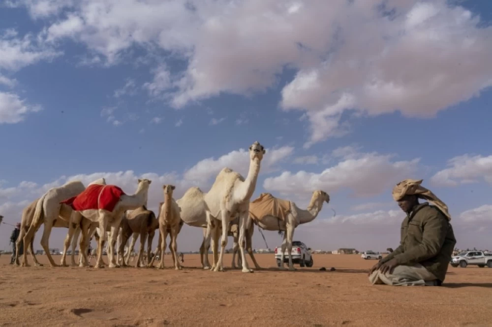 منع إغاظة وإزعاج الإبل في الأسواق والمعارض.. ضوابط جديدة للبيع والشراء