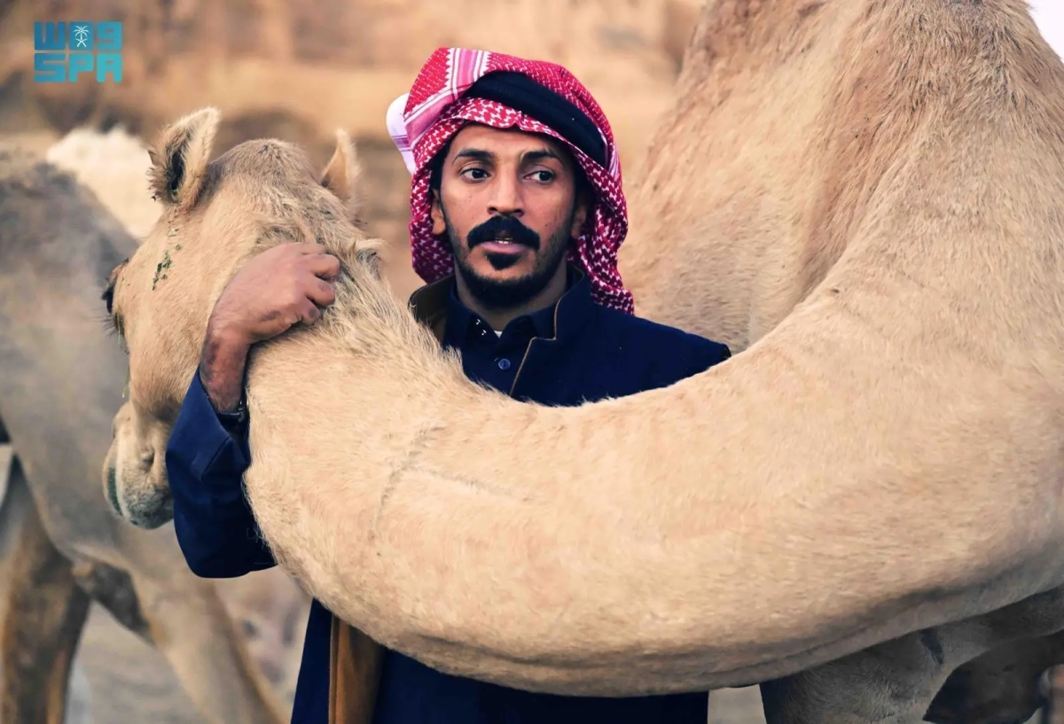 Saudi Arabia approves new regulations for camel trading