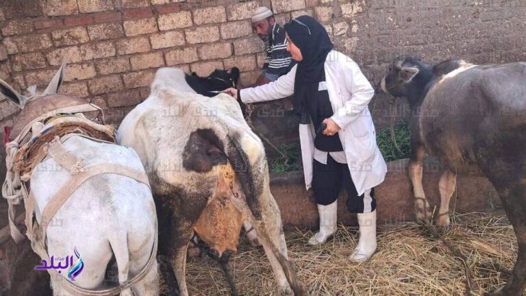 بيطري الغربية: تحصين 307 ألف رأس ماشية ضد الحمى القلاعية وحمى الوادي المتصدع