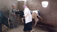 محافظ الجيزة يتابع نتائج الحملة القومية الثانية للتحصين ضد الحمى القلاعية وحمى الوادي المتصدع