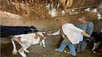 «الزراعة»: 6.8 مليون جرعة تحصينية للماشية ضد «الحمى القلاعية» و«الوادي المتصدع» منذ انطلاق الحملة