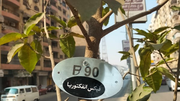 100 مليون شجرة..الجيزة تتوسع في زراعة النباتات والأشجار