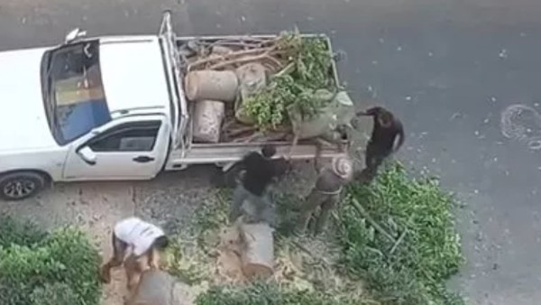 حبس 4 متهمين بقطع شجرة وسرقتها في الإسكندرية تمهيدًا لبيعها