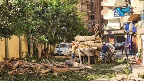 لبيع الخشب.. موظف يخدع تاجرا وعاملا في واقعة أشجار مدرسة الصنايع بالمحلة