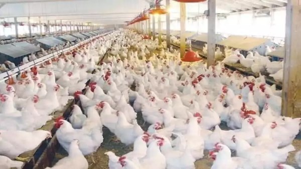 الدواجن المبردة تتصدر المشهد.. مطالب بالتحول من البيع الحي إلى دعم المجمد