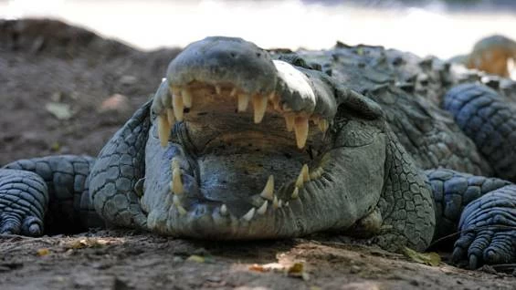 Crocodile-ridden river cleared to host Brisbane 2032 Olympic rowing and canoe sprint