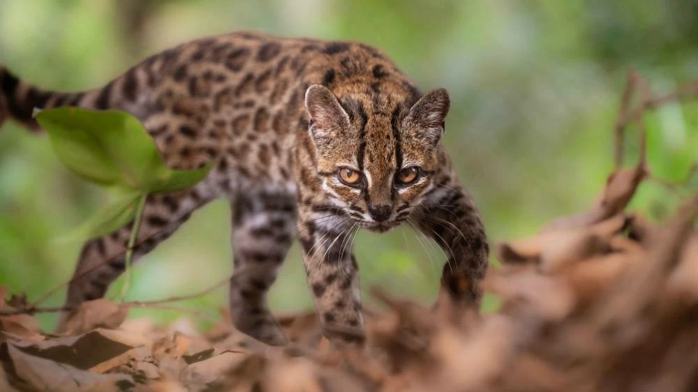 New cat species identified in Bolivia, first in over a century