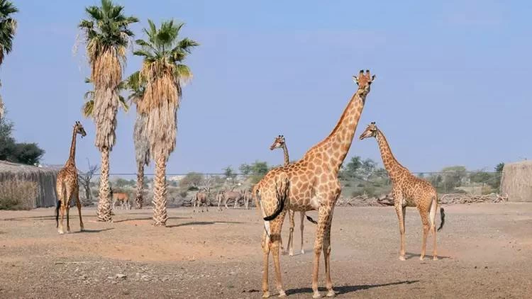 Sharjah Safari reopens today: Season 5 ticket prices, timings and everything you need to know