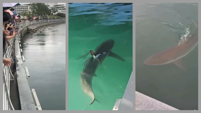South Korea’s trapped shark Bukangi becomes mascot as officials try to guide it back to sea