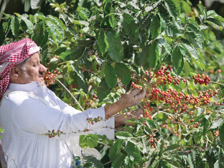 القهوة السعودية.. من موروث الفنجال إلى صناعة عالمية