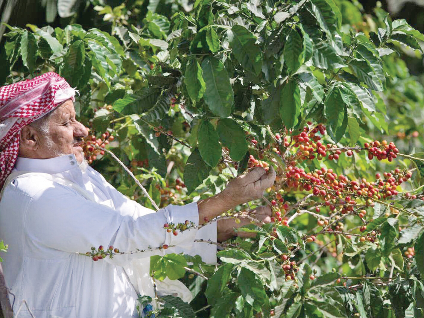 القهوة السعودية.. من موروث الفنجال إلى صناعة عالمية