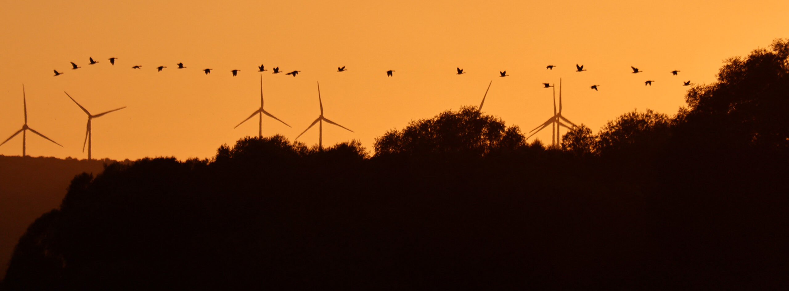 Spain, Portugal and Luxembourg push for 2040 EU renewable energy target