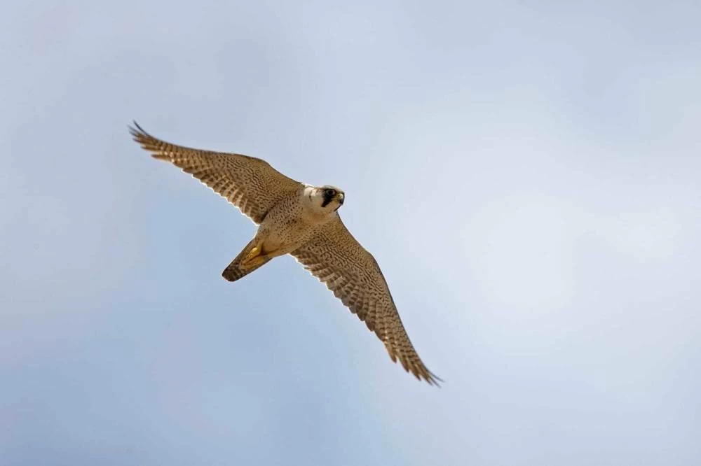 Environment Agency – Abu Dhabi announces 2026-2027 falconry season
