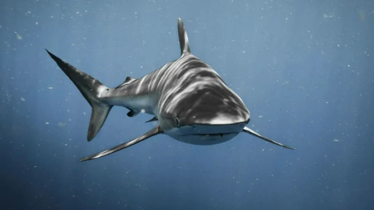 Shark attack kills 65-year-old swimmer off South Africa’s eastern cape