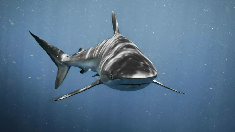 Shark attack kills 65-year-old swimmer off South Africa’s eastern cape